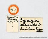 PW:Synegia secunda Swinhoe' 1909