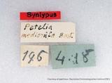 զX:Petelia mediorufa Bastelberger 1911
