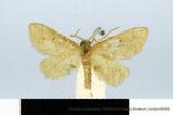 PW:Ptychopoda tainanensis Wileman & South 1917