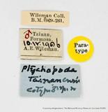 PW:Ptychopoda tainanensis Wileman & South' 1917