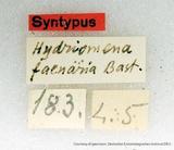 զX:Hydriomena  faenaria Bastelberger 1911