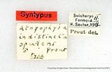 {βզX:Atopophysa opulens Prout 1914
