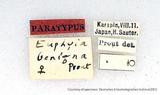 զX:Euphyia benigna Prout' 1914