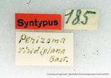զX:Perizoma viridiplana Bastelberger 1911