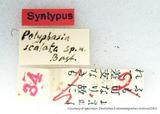 զX:Polyphasia calamistratum  scalatum            Bastelberger' 1911