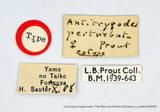 {βզX:Antitrygodes divisaria perturbatus Prout 1914