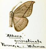 PW:Albara reversaria griseotincta Wileman 1914