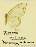 զX:Deroca  arizana Wileman 1911