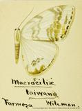 {βզX:Macrocilix  taiwana Wileman 1911