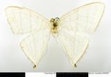 զX:Urapteryx triangularia Moore 1867