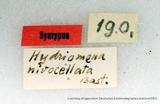 զX:Hydriomena nivocellata Bastelberger' 1911