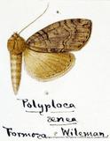 զX:Polyploca aenea  Wileman 1911