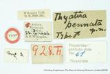 զX:Thyatira pennata Wileman 1914