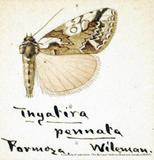 զX:Thyatira pennata Wileman' 1914