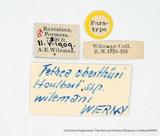 PW:Tethea oberthueri wilemani Werny' 1966