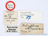 PW:Polyploca albibasis Wileman' 1914