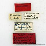 զX:Baipsestis tomponis Matsumura' 1933