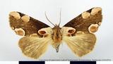 {βզX:Thyatira batis formosicola Matsumura 1933