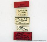 {βզX:Thyatira batis formosicola Matsumura' 1933