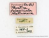{βզX:Thyatira batis formosicola Matsumura 1933