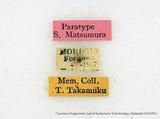 {βզX:Takapsestis wilemaniella Matsumura 1933