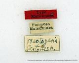 {βզX:Neotogaria saitonis Matsumura' 1931