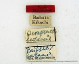 PW:Parapsestis argenteopicta baibarana            Matsumura' 1931