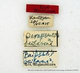 PW:Parapsestis argenteopicta baibarana
            Matsumura 1931