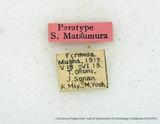 զX:Palimpsestis mushana Matsumura' 1931