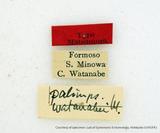 PW:Saronaga octogesima watanabei Matsumura' 1931
