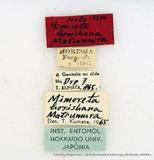 PW:Mimoreta horishana Matsumura 1927