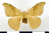 PW:Oreta olivacea Dudgeon 1899