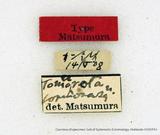 PW:Tomocerota formosana Matsumura 1921