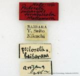 PW:Psiloreta formosicola Matsumura' 1917