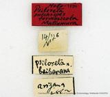 PW:Psiloreta formosicola Matsumura' 1917
