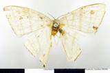 {βզX:Ditrigona triangularia (Moore 1867)