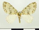 {βզX:Trichopterigia  adorabilis Yazaki 1987