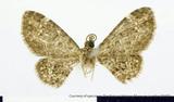 զX:Eupithecia  subrobusta Inoue 1988