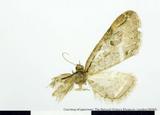 PW:Eupithecia  mantissa Inoue' 1988