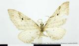 {βզX:Eupithecia  longipennata Inoue 1988