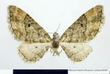 {βզX:Eupithecia  exrubicunda Inoue' 1988