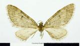 {βզX:Eupithecia  convexa Inoue' 1988