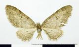 PW:Eupithecia  brevivlava Inoue 1988