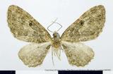 {βզX:Eupithecia  acutipapillata Inoue 1988