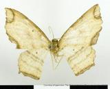 {βզX:Eschatarchia  lineata  formosana Inoue' 1970