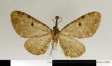 {βզX:Eupithecia  assulata Bastelberger 1911