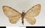 {βզX:Eupithecia  assulata Bastelberger' 1911