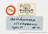 {βզX:Arichanna olivescens Wileman & South 1917