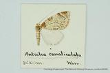 {βզX:Anticlea canaliculata Warren' 1896