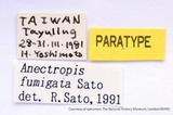 {βզX:Anectropis fumigata Sato' 1991